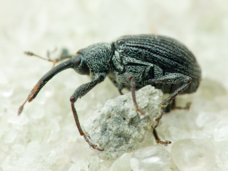 Anthonomus (Anthonomus) rubi (Herbst, 1795)